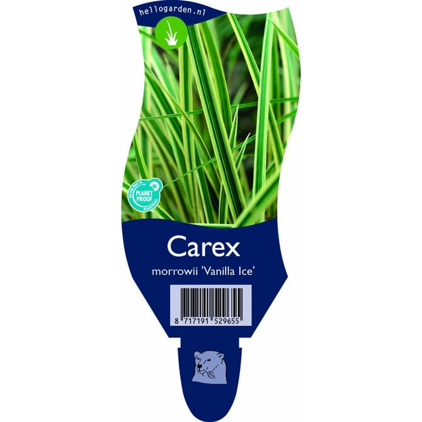 Starr – Carex morrowii 'Vanilla Ice' - P11